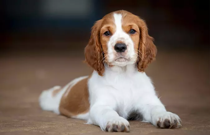Welsh Springer Spaniel puppy