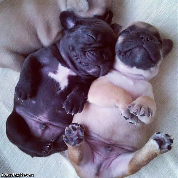 Dreaming Of Snacks