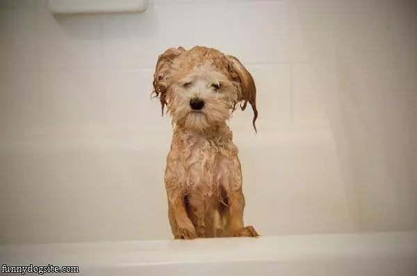 All Wet