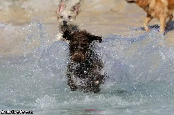 Running Wild