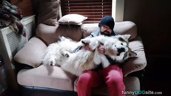 Really Big Lap Dog