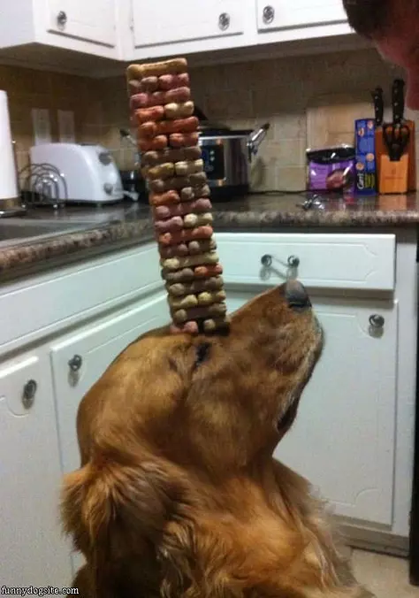 Amazing Stacking Dog