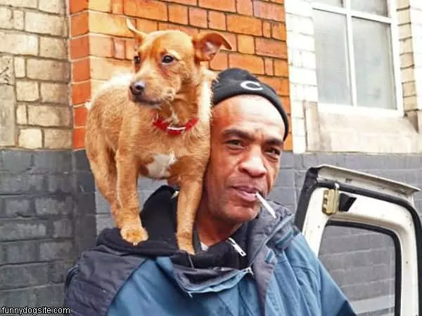 Shoulder Dog