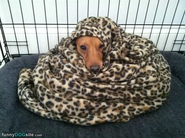 Curled Up Staying Warm
