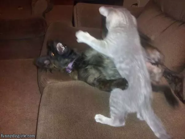 Get Off Me Cat