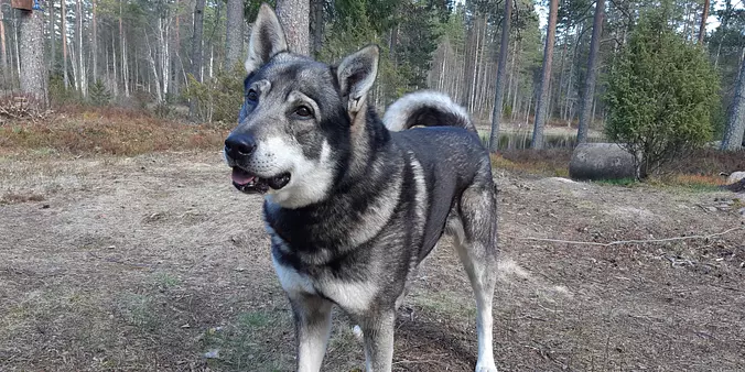 Swedish Vallhund standing