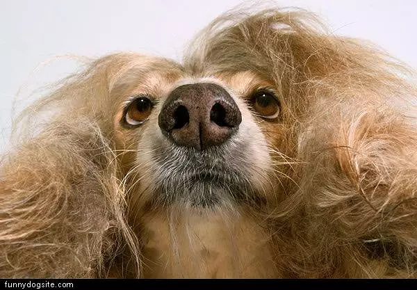 Nice Hair