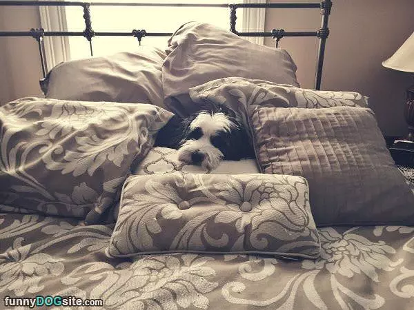 We Has A Pillow Fort