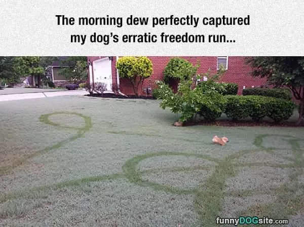 Freedom Run
