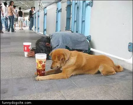 Begging Dog
