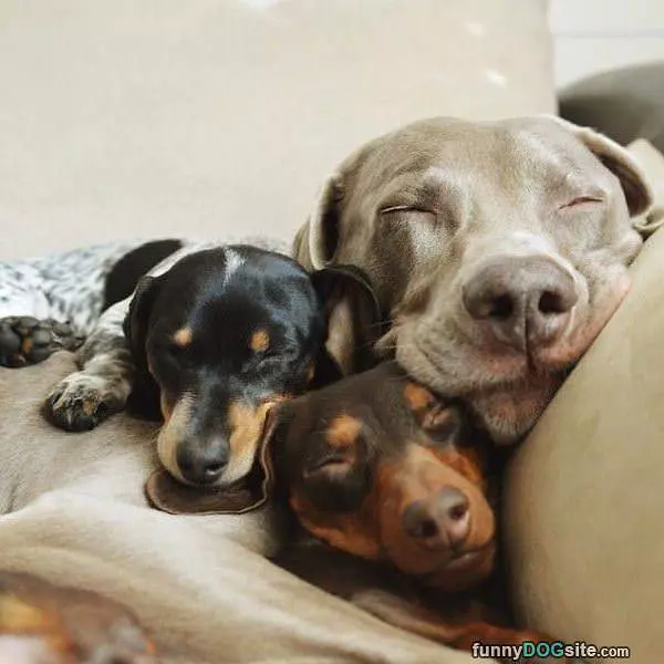 Cutest Little Nap Ever