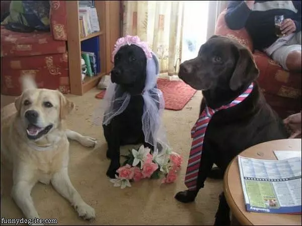 The Dog Wedding