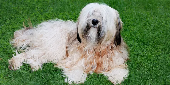 Tibetan Terrier