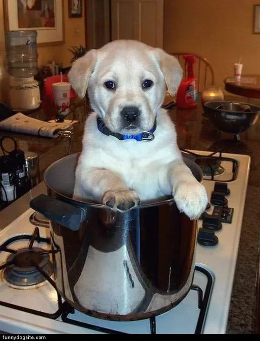 Dog Chow