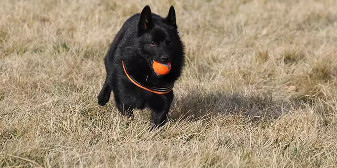 Schipperke playing