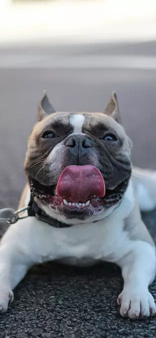 French Bulldog