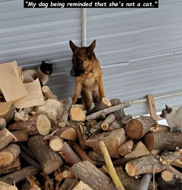 Not A Cat