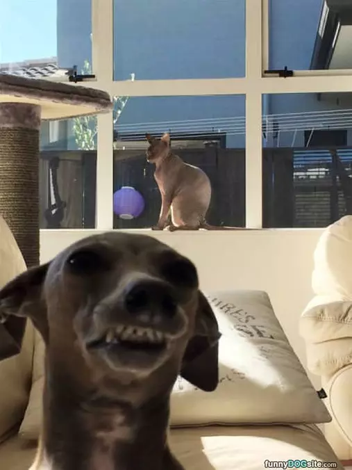 Say Cheeeeeese