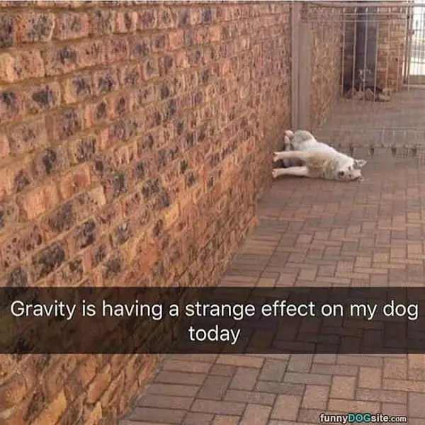 Gravity And My Dog