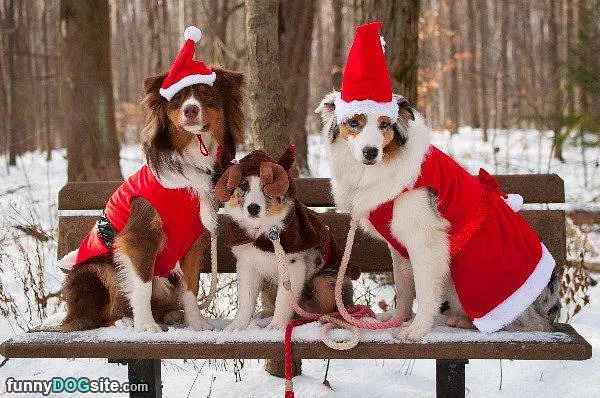 Ready For Xmas