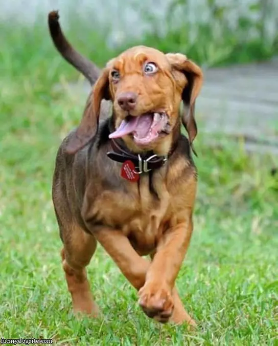 Derp