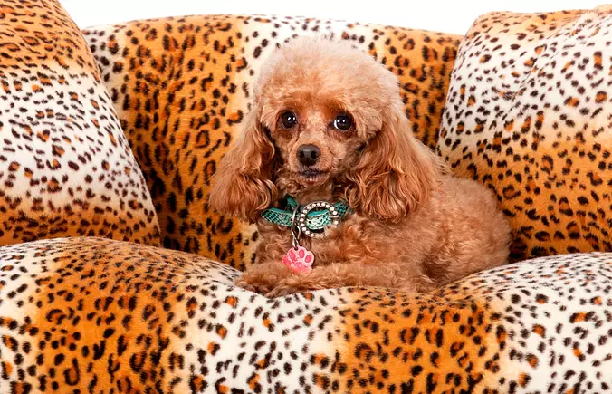 Poodle (Toy) cute