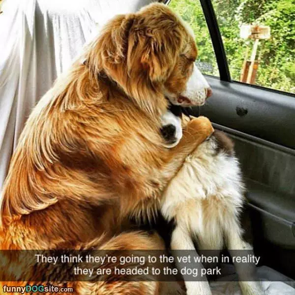 Not Going To The Vet