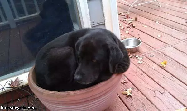 Has My Bowl