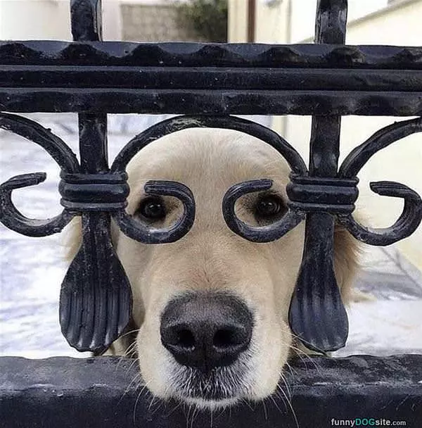 My Glasses