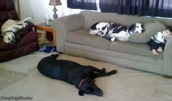 Couch Dogs