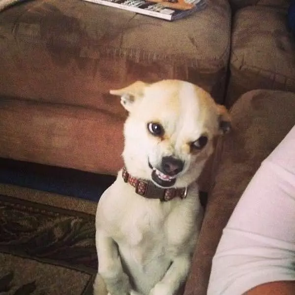 My Grrrr Face