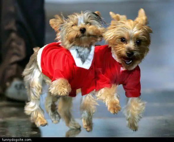 Red Sweaters