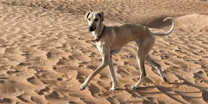 Sloughi enjoy the sand dunes