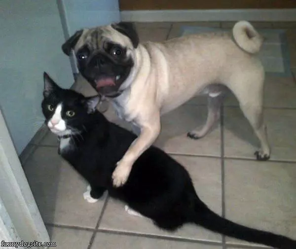 We Are Pals