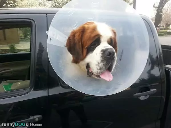 Cone Head