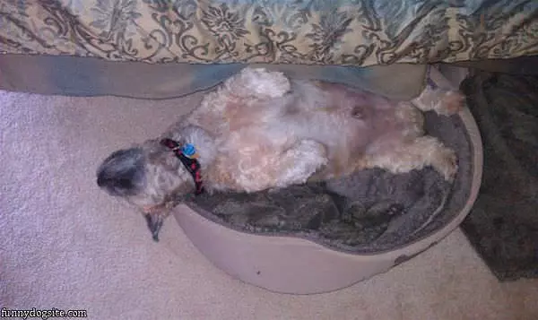I Sleep How I Want