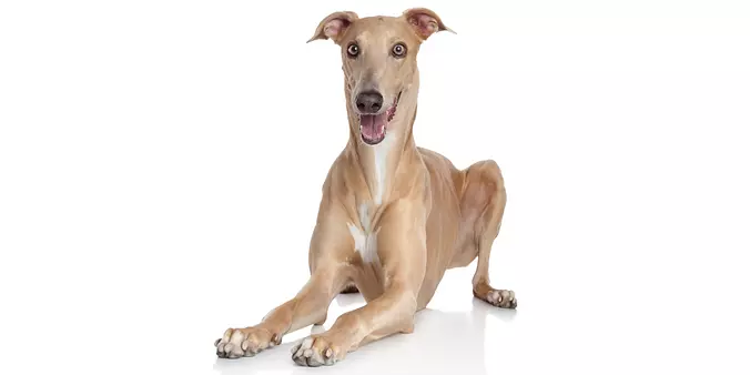 Greyhound dog