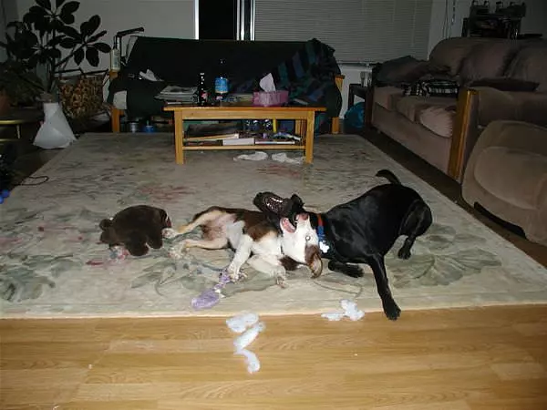 Cute Dogs Playing
