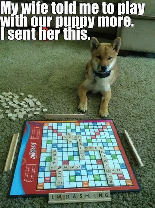 Play With The Puppy More