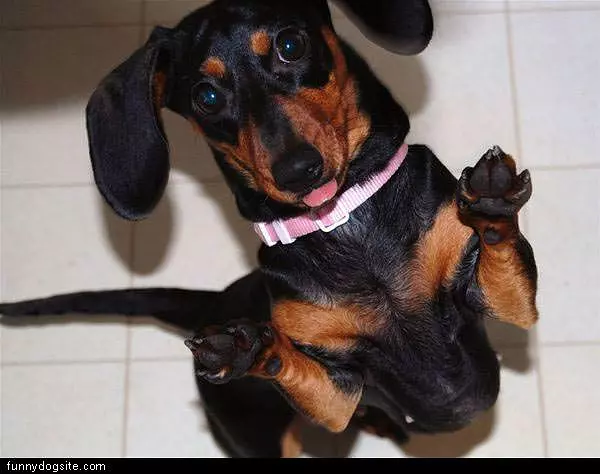 Scary Dog