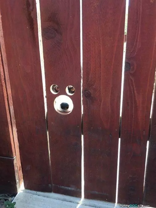 Hey Peaking In
