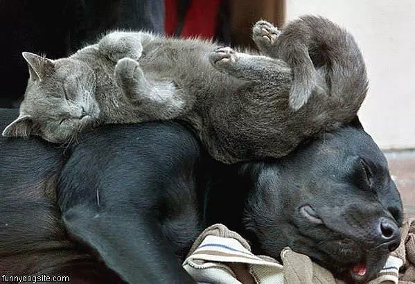 Cat Relaxed