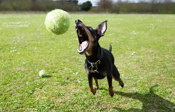 Manchester Terrier (Standar...