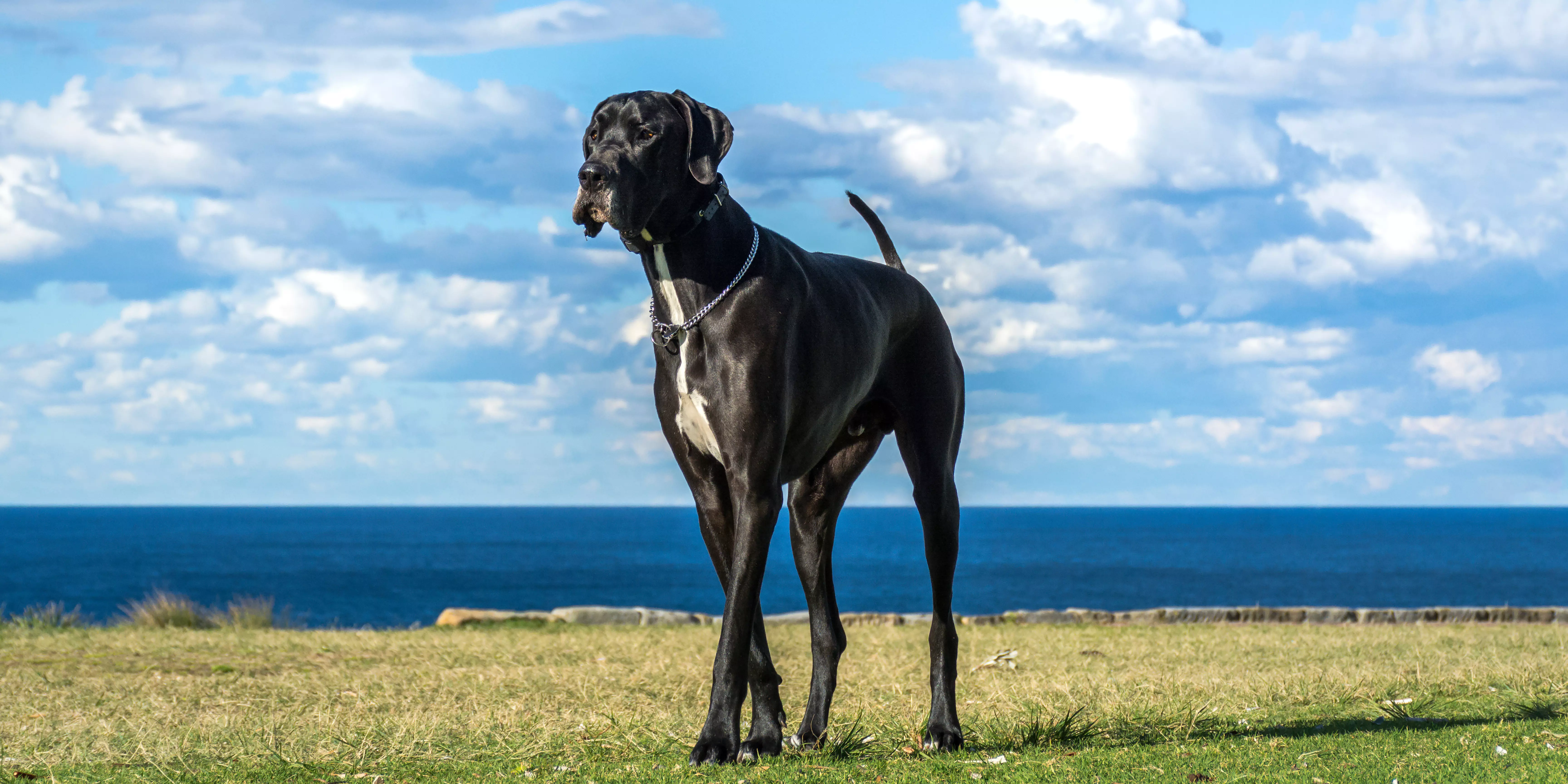 Great Dane