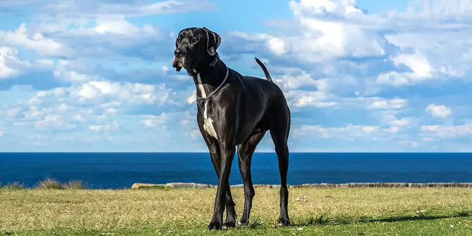 Great Dane