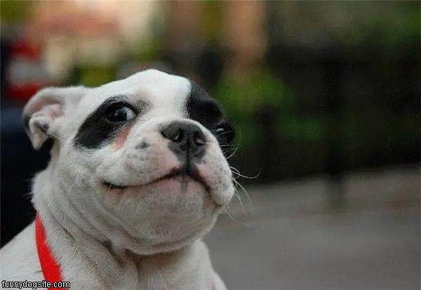 Woof