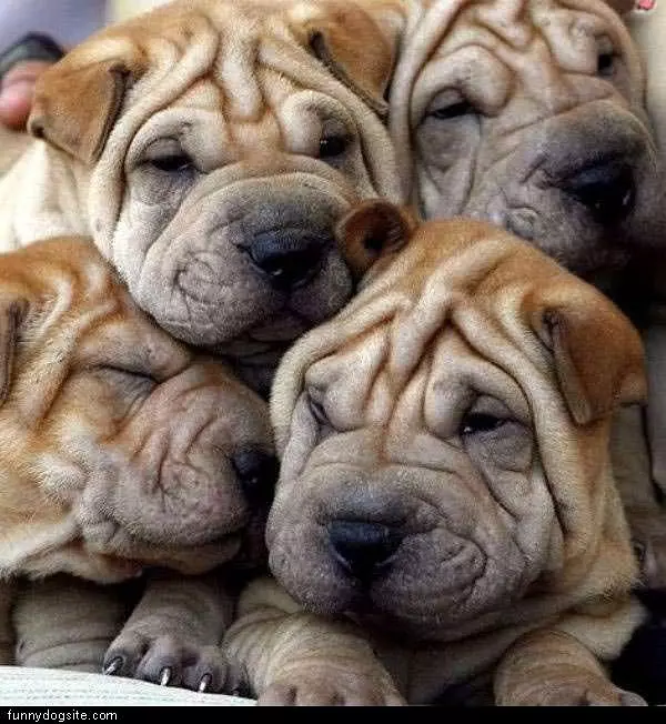 Wrinkles