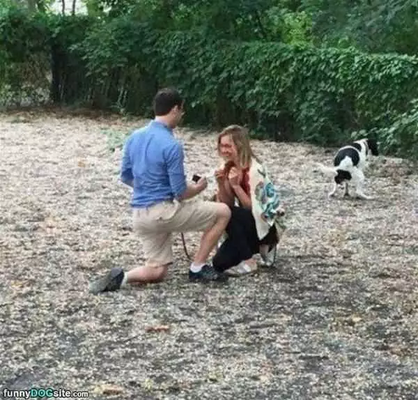 The Dog Got Excited