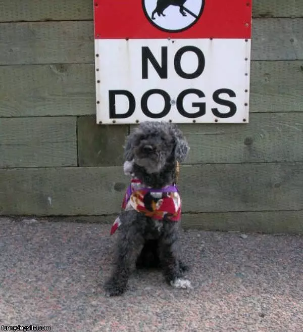 No Dogs