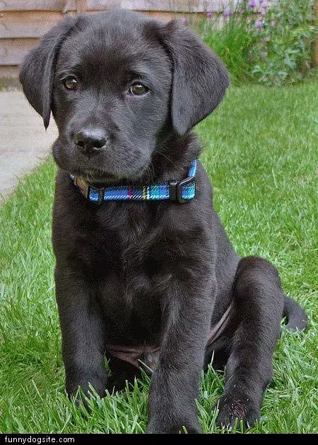 Cute Black Puppy
